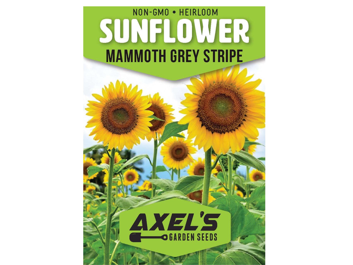 Mammoth Grey Stripe Heirloom Sunflower Seeds - Open Pollinated, Flower Seeds, Non-GMO
