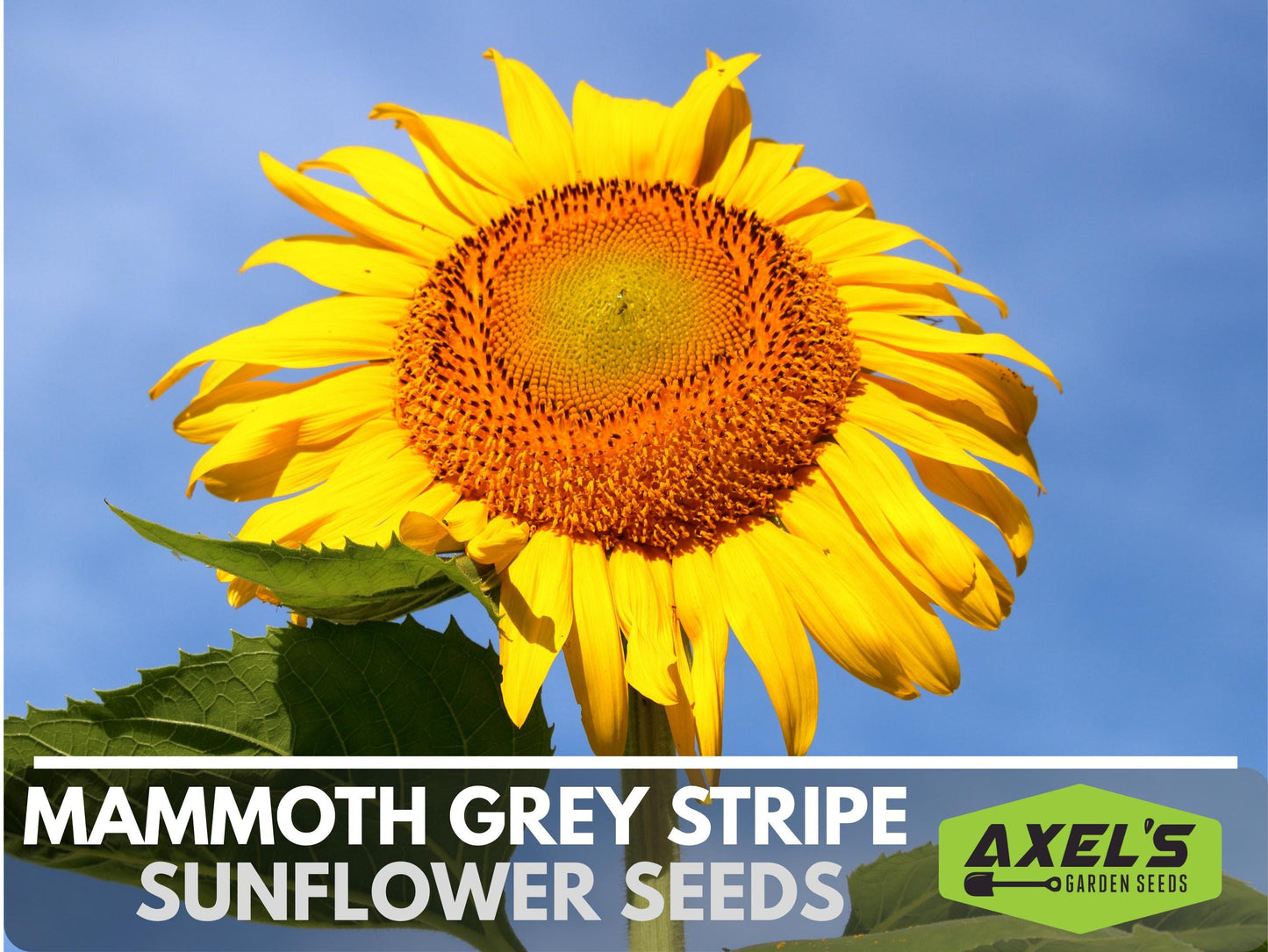 Mammoth Grey Stripe Heirloom Sunflower Seeds - Open Pollinated, Flower Seeds, Non-GMO