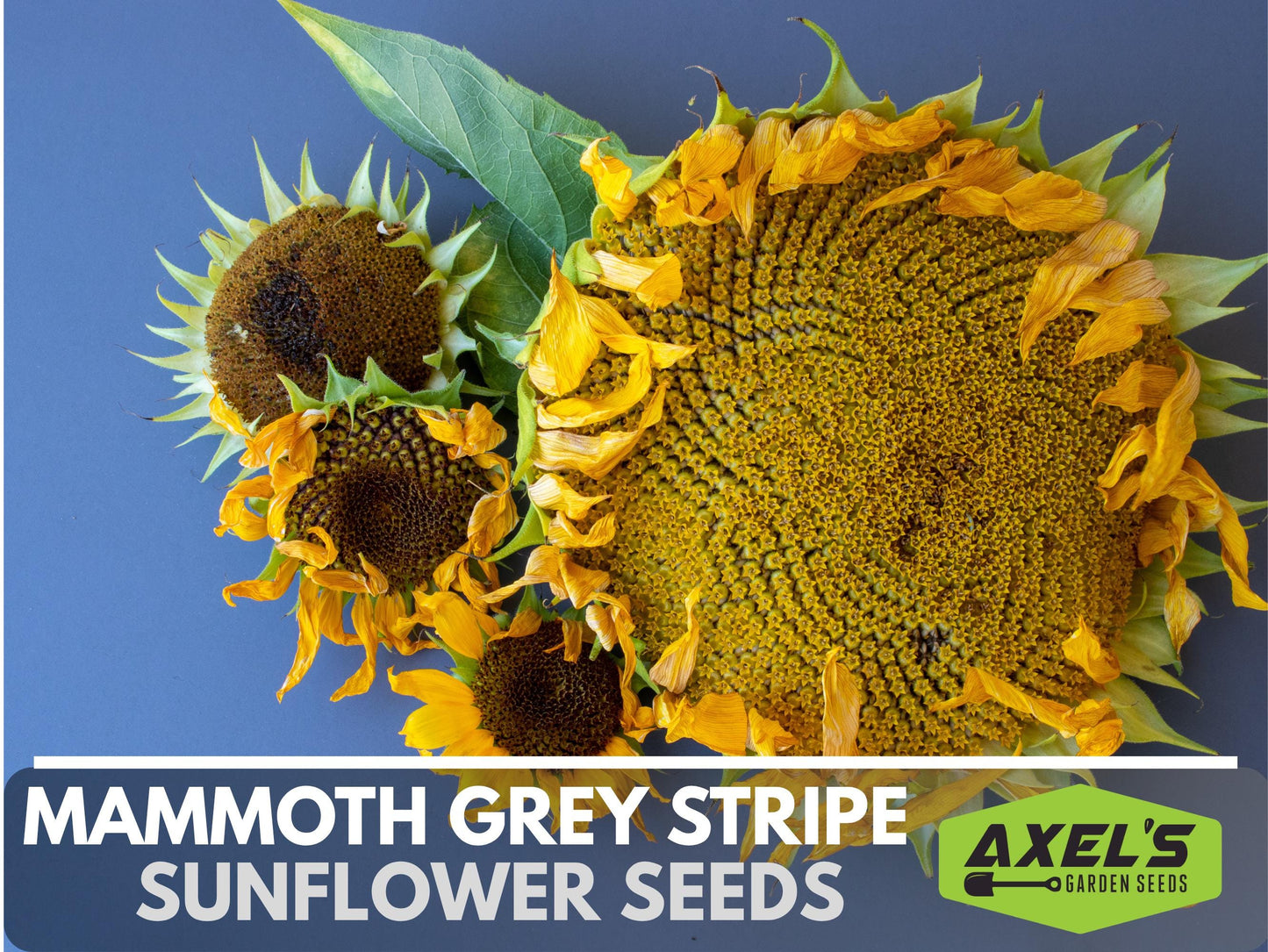 Mammoth Grey Stripe Heirloom Sunflower Seeds - Open Pollinated, Flower Seeds, Non-GMO