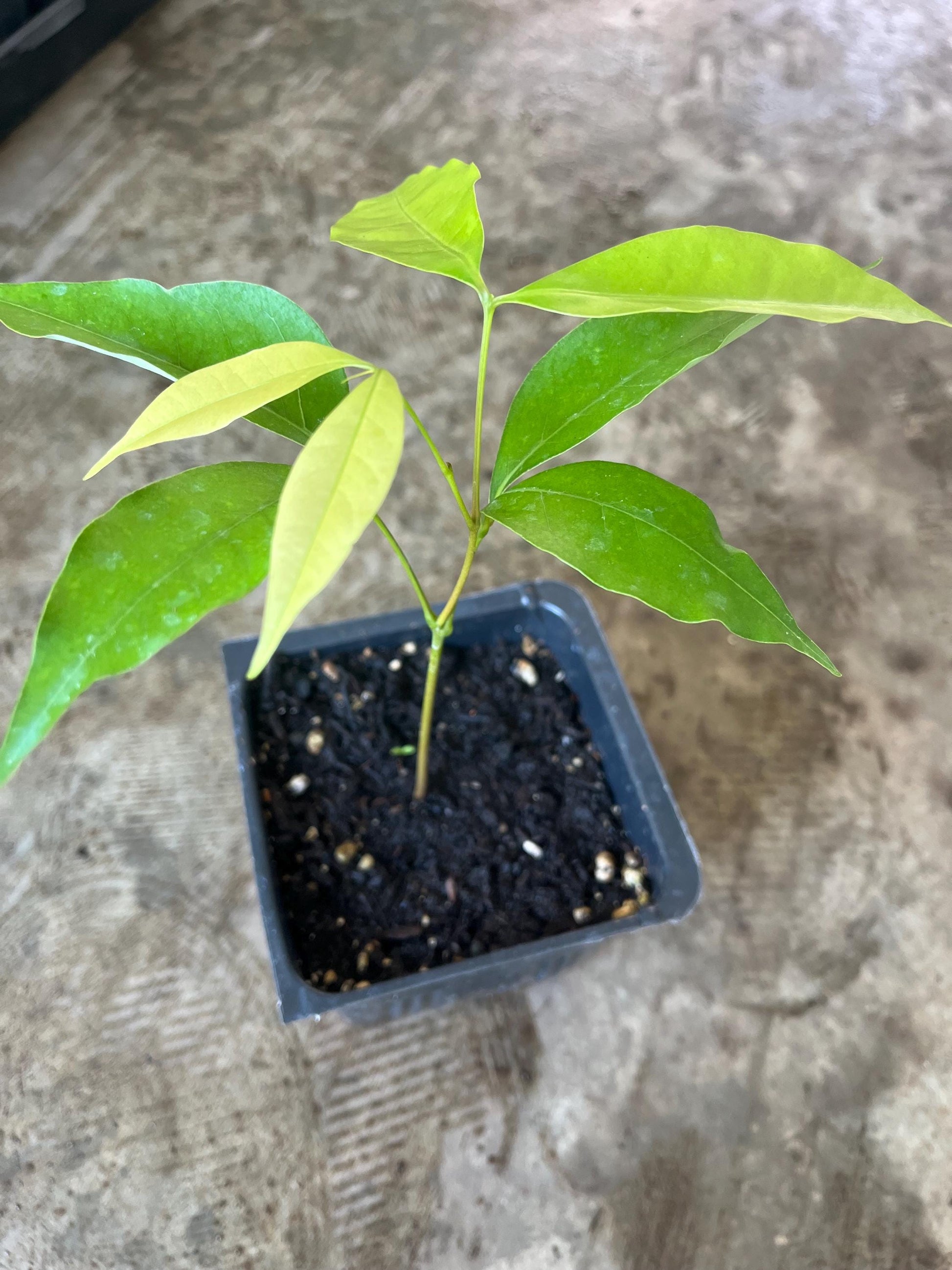 A lychee live fruit plant in a 4’’ pot /seedlings /