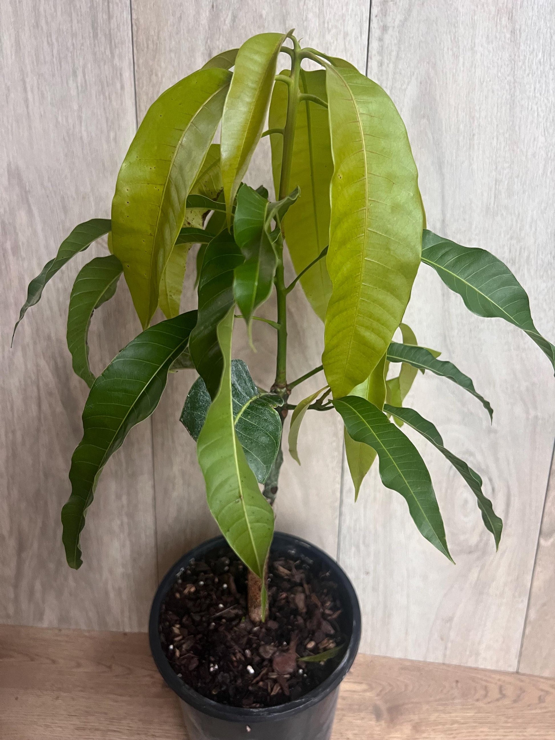 Grafted, Orange Sherbet  Mango Tree. grafted in 1/2  gallon pot, dwarf mango