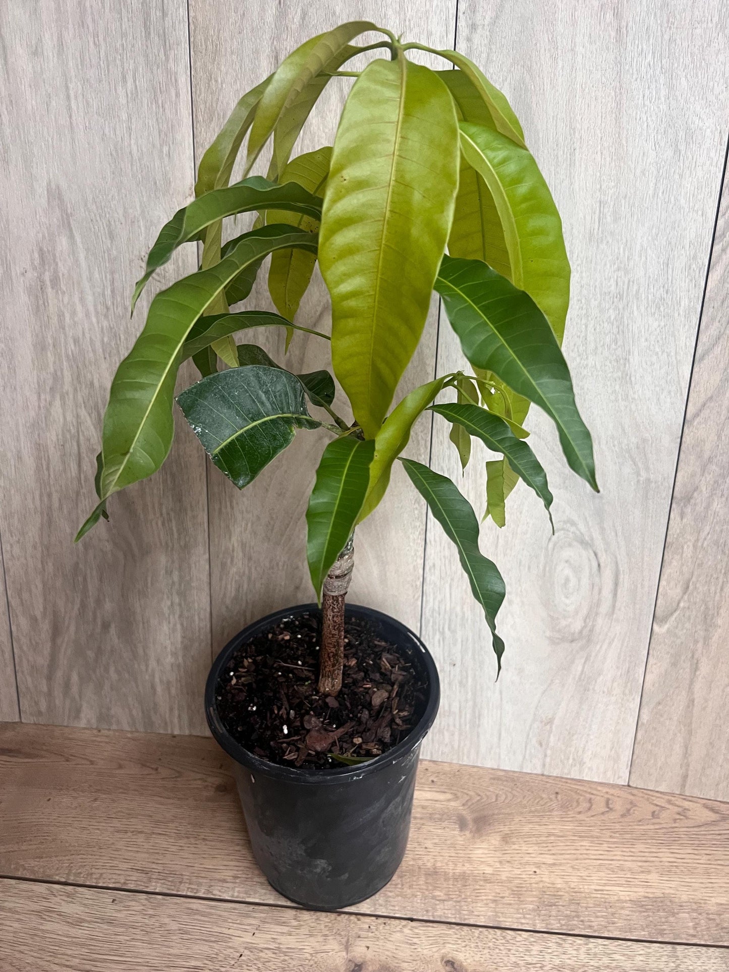 Grafted, Orange Sherbet  Mango Tree. grafted in 1/2  gallon pot, dwarf mango