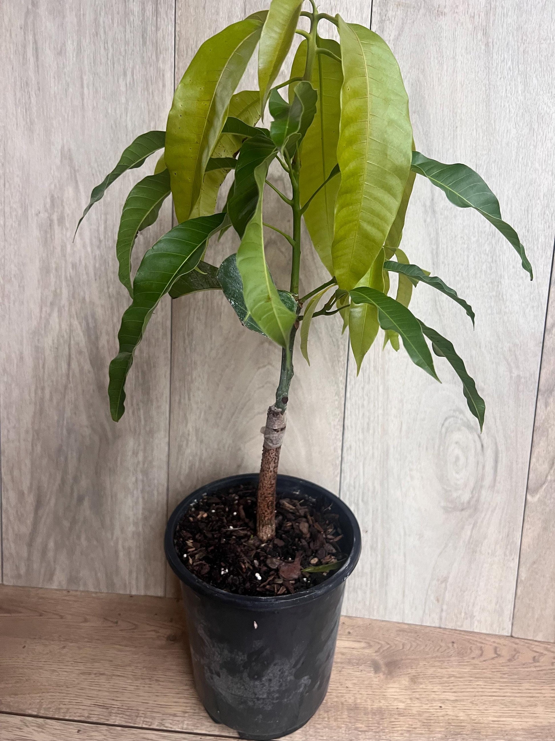 Grafted, Orange Sherbet  Mango Tree. grafted in 1/2  gallon pot, dwarf mango