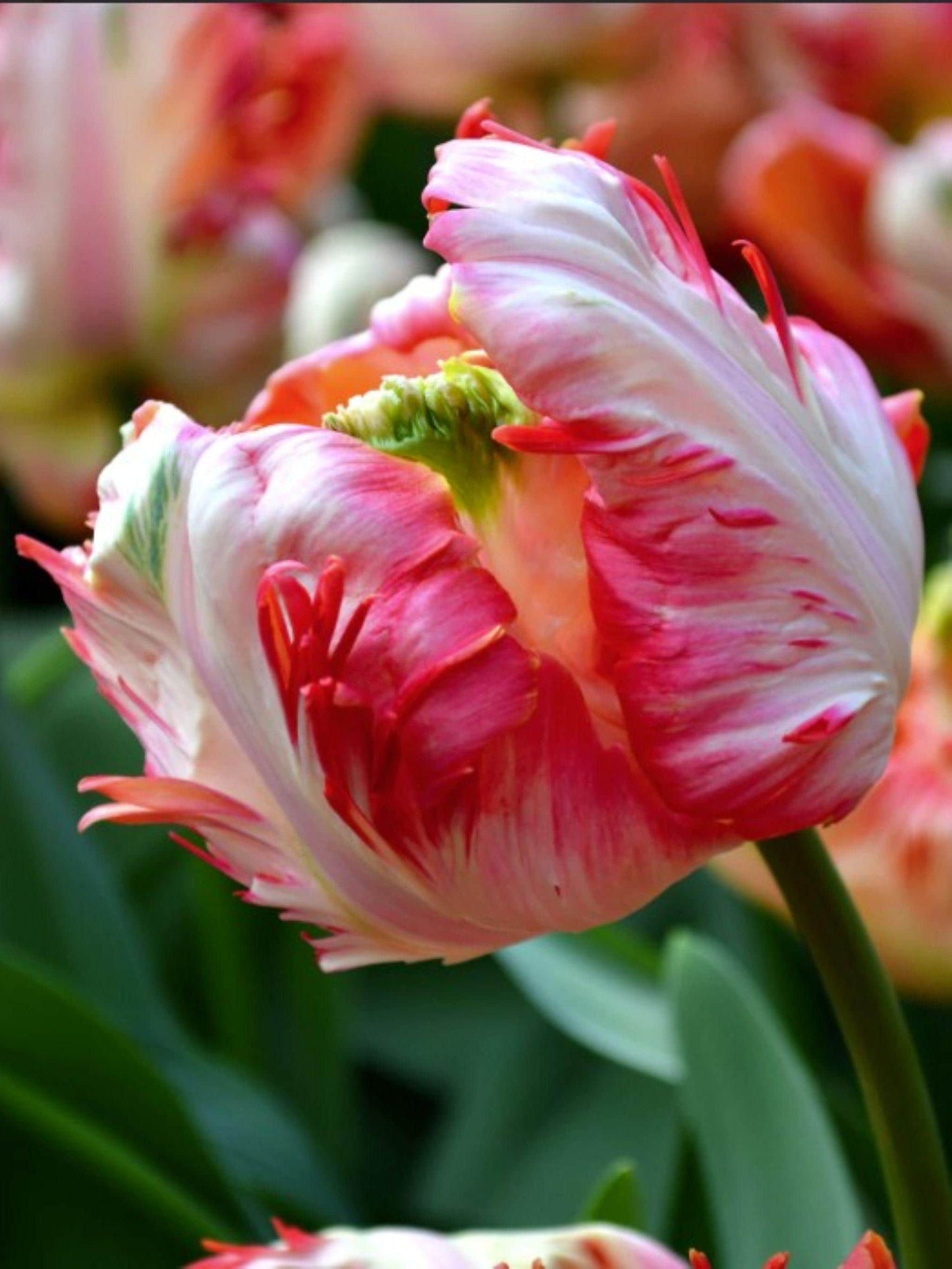 Parrot tulip bulbs for Fall planting - spring perennial flowers for hardiness zone 3-8