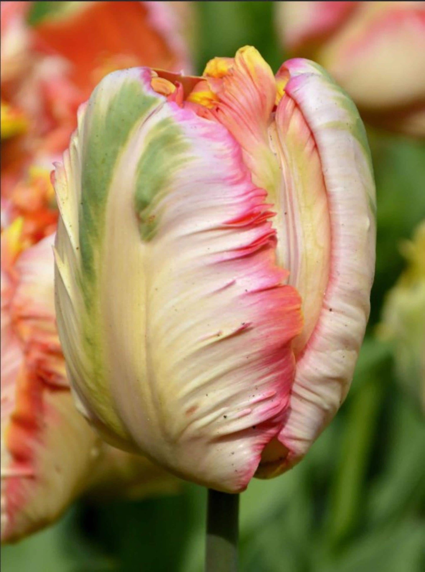 Parrot tulip bulbs for Fall planting - spring perennial flowers for hardiness zone 3-8