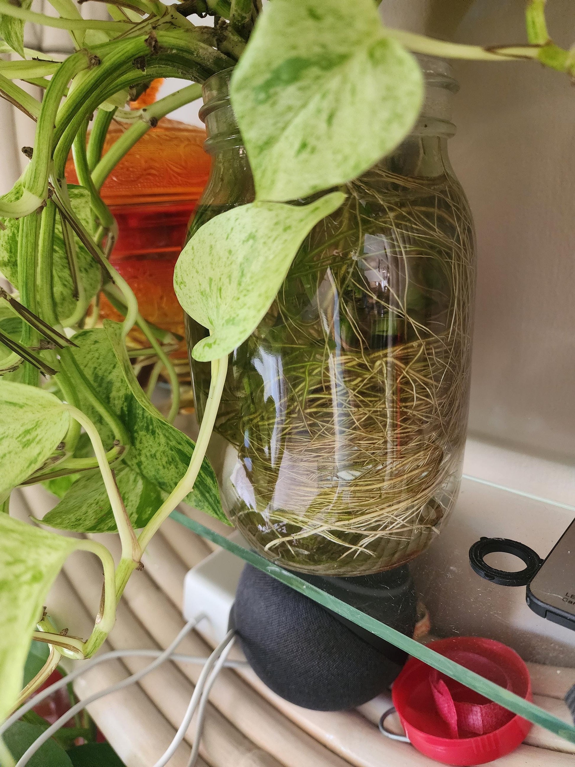 Let’s Root Plant Cutting Rooting Formula | 4 oz Bottle | Propagation Supplement for Water, Soil, LECA