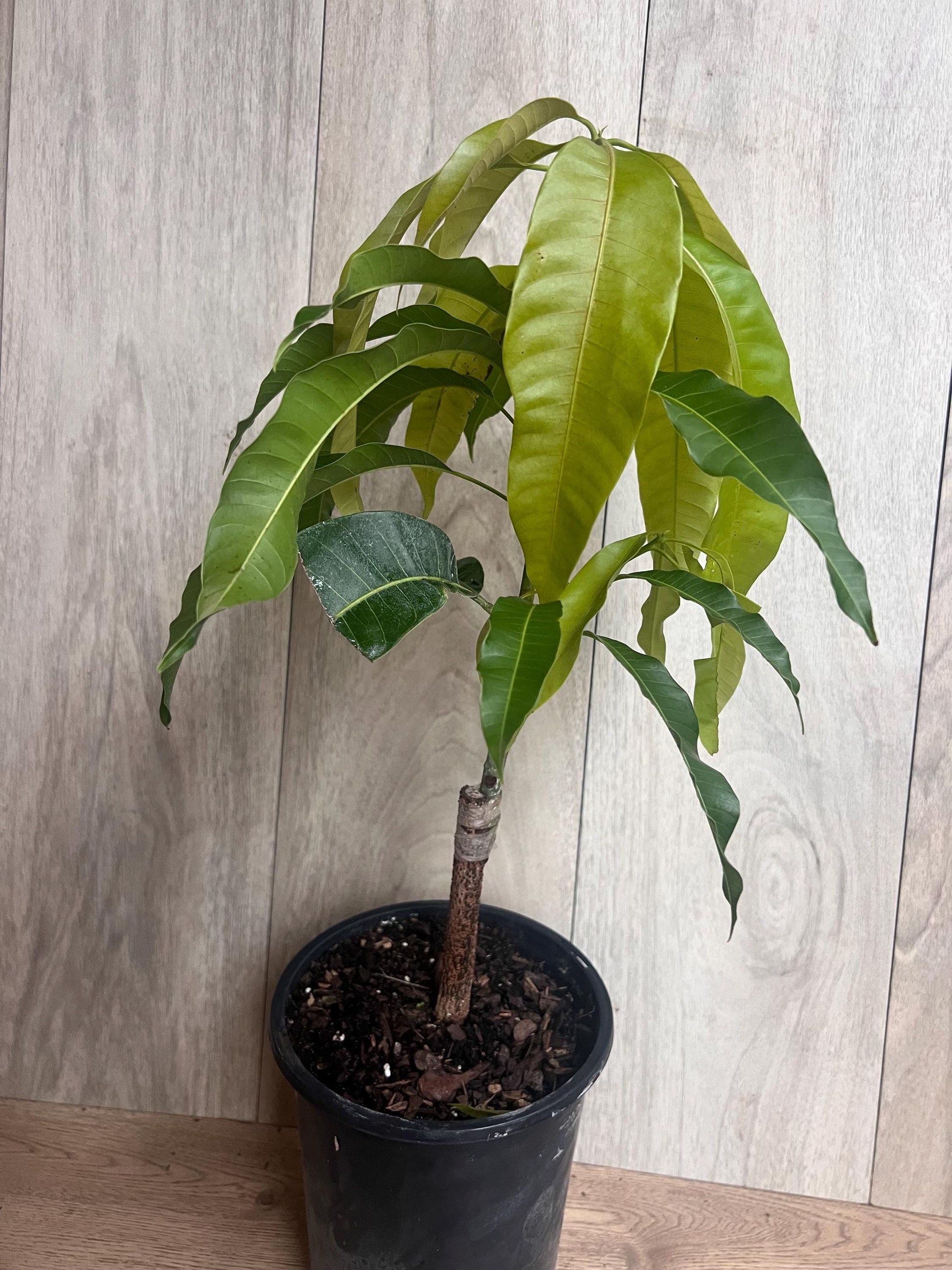 Grafted, Orange Sherbet  Mango Tree. grafted in 1/2  gallon pot, dwarf mango