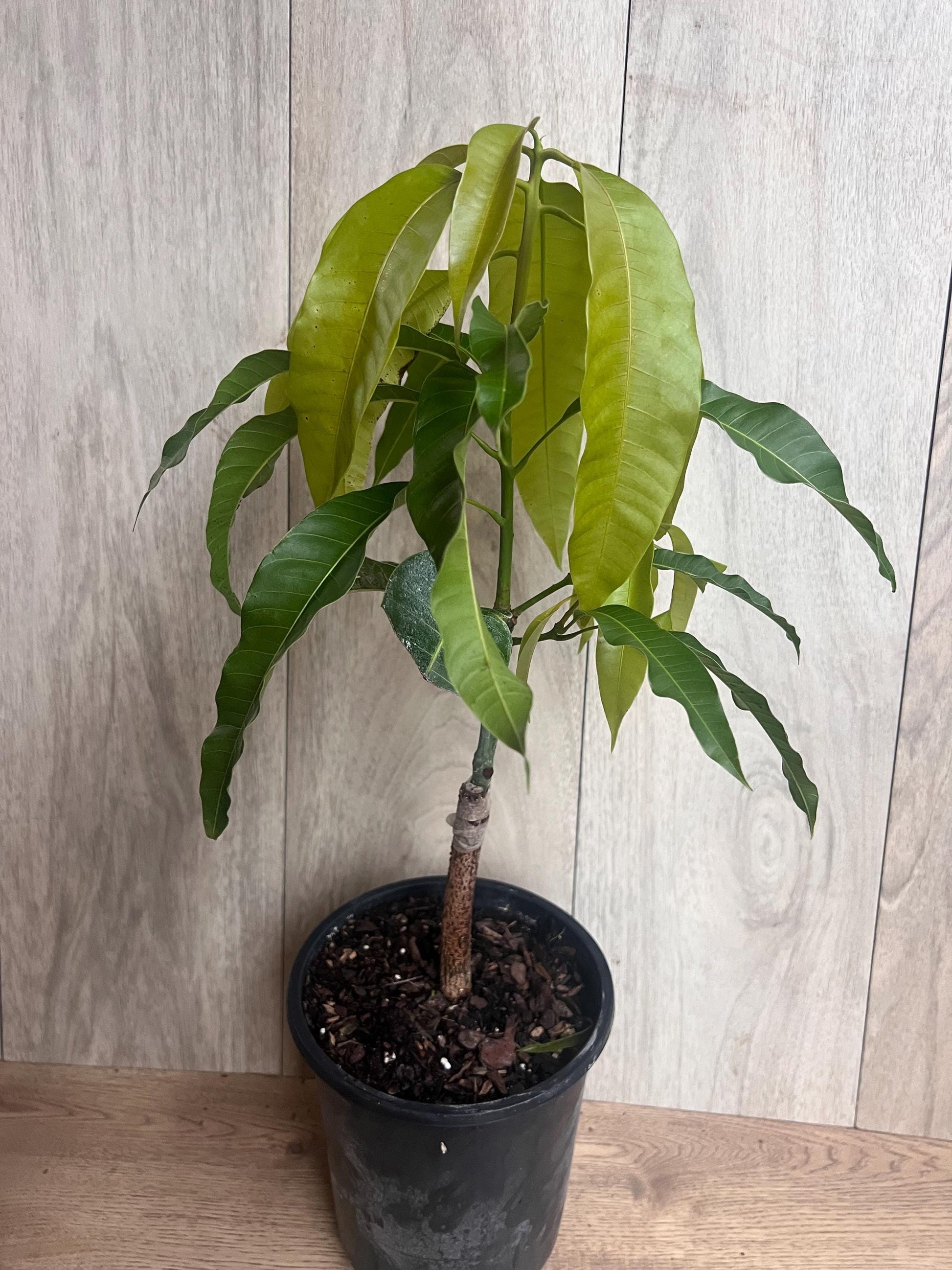 Grafted, Orange Sherbet  Mango Tree. grafted in 1/2  gallon pot, dwarf mango
