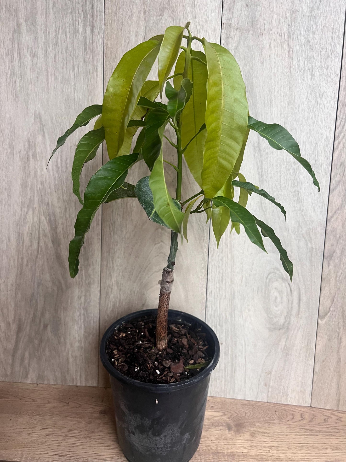 Grafted, Orange Sherbet  Mango Tree. grafted in 1/2  gallon pot, dwarf mango