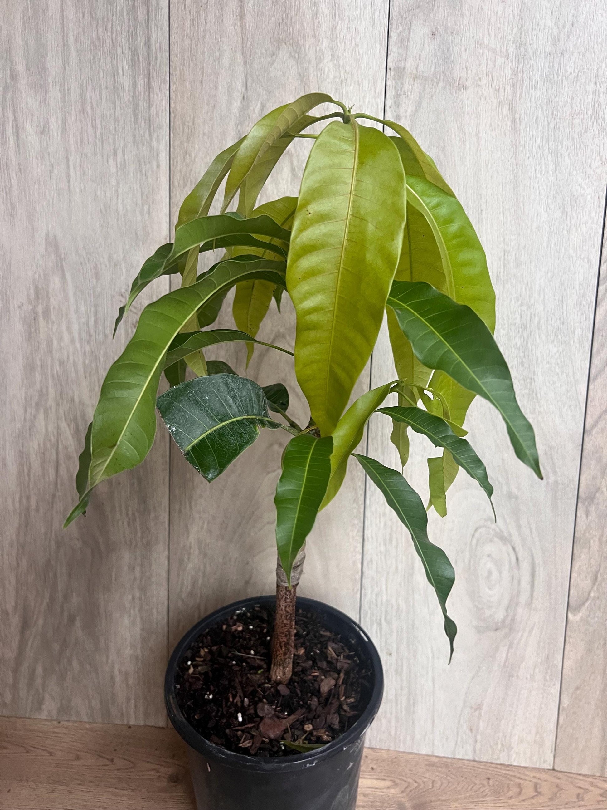 Grafted, Orange Sherbet  Mango Tree. grafted in 1/2  gallon pot, dwarf mango