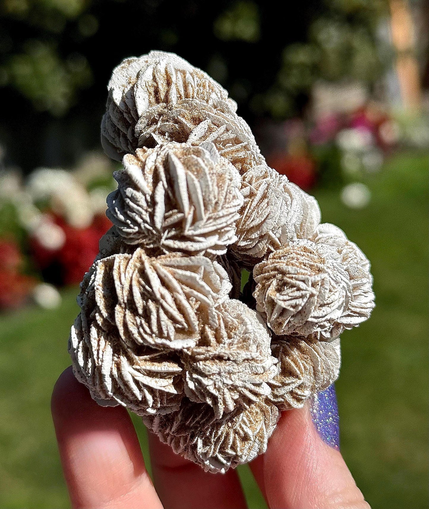 Natural Selenite Gypsum “Desert Rose” Cluster - Mineral Specimen - Crystal Home Decor - Gifts for Nature Lovers