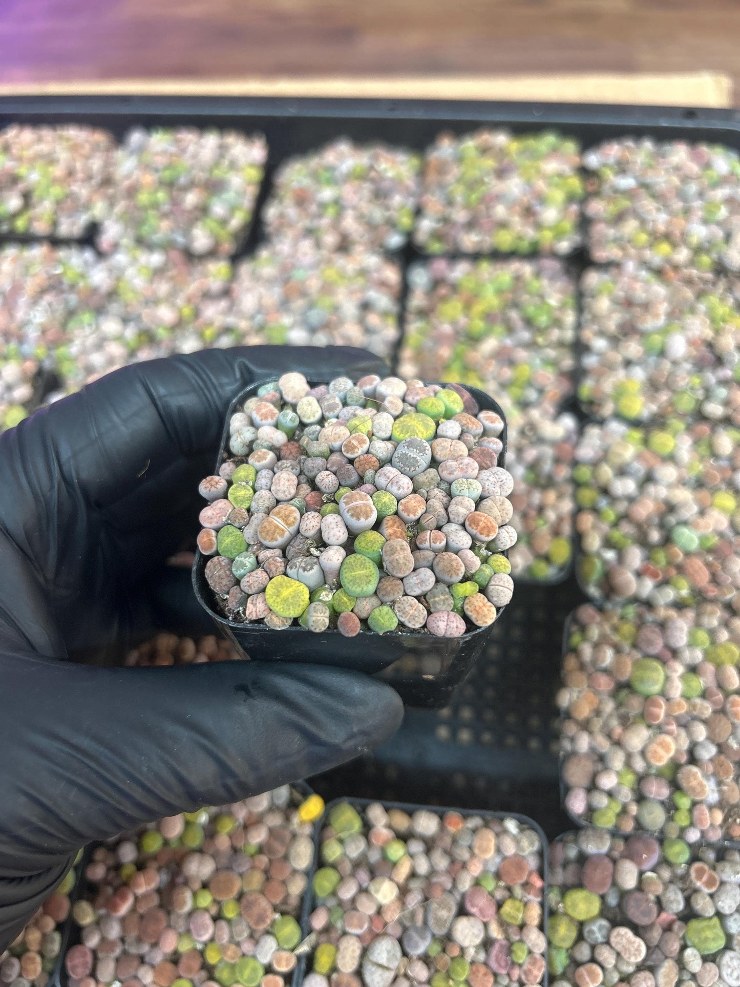 baby lithops full in the 2 inches pot .about 50-70pc.shipping with pot and soil. read description before purchasing it