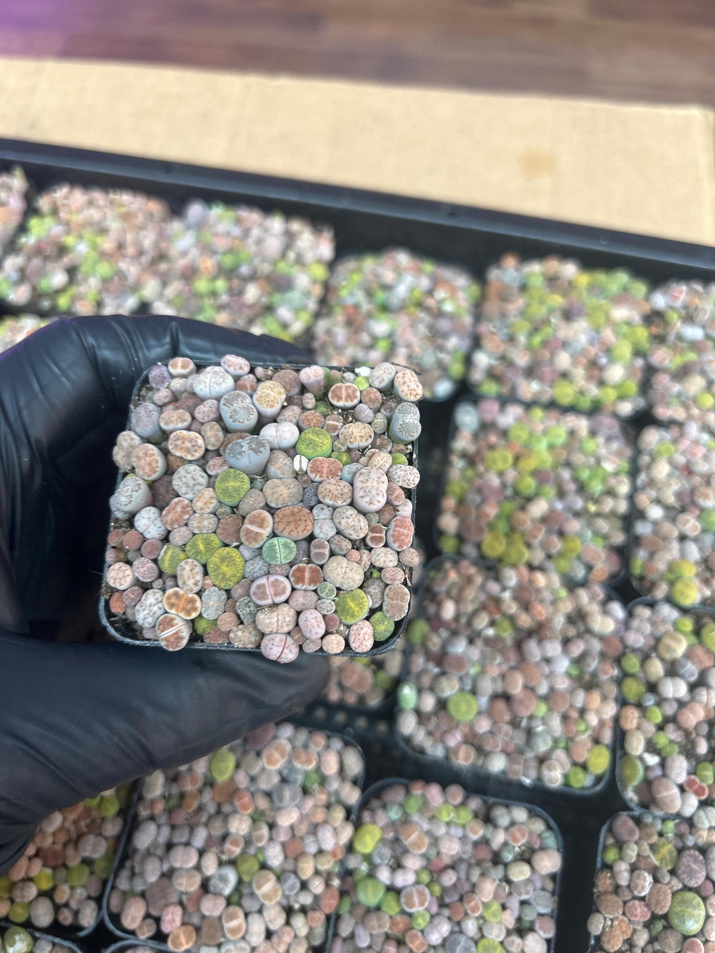 baby lithops full in the 2 inches pot .about 50-70pc.shipping with pot and soil. read description before purchasing it