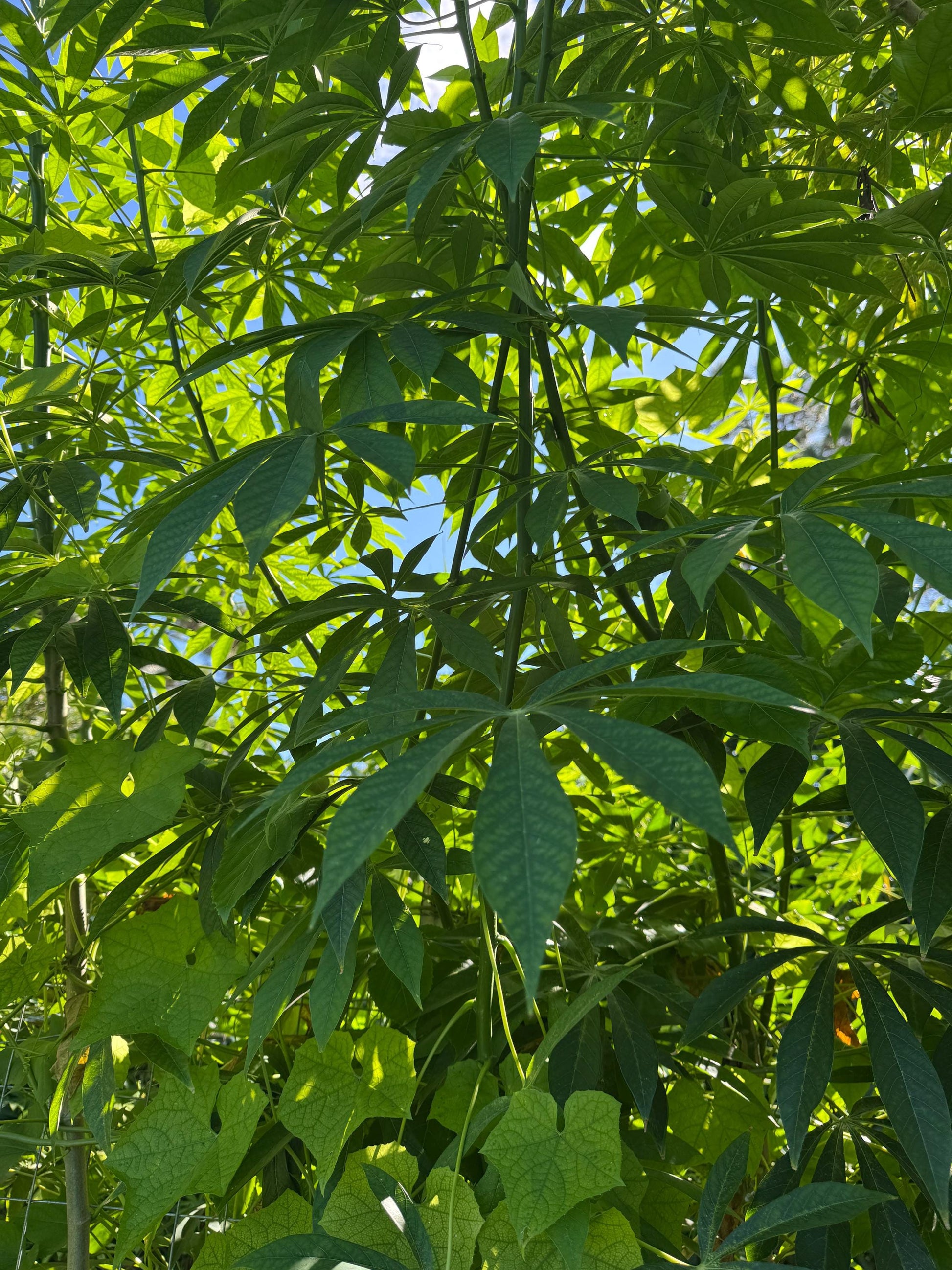 lot 5 or 10  Yuca or cassava  cutting / Cây sắn (cây khoai mỳ) - Organic grow