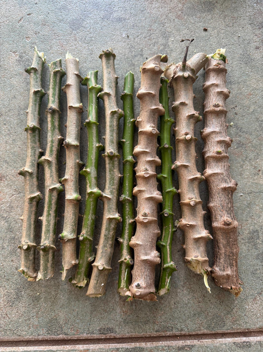 lot 5 or 10  Yuca or cassava  cutting / Cây sắn (cây khoai mỳ) - Organic grow
