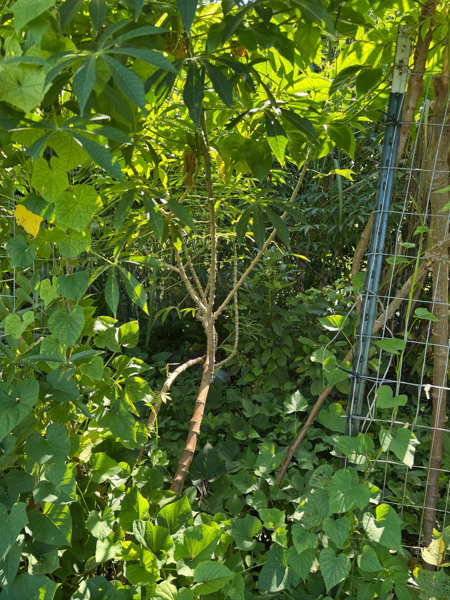lot 5 or 10  Yuca or cassava  cutting / Cây sắn (cây khoai mỳ) - Organic grow