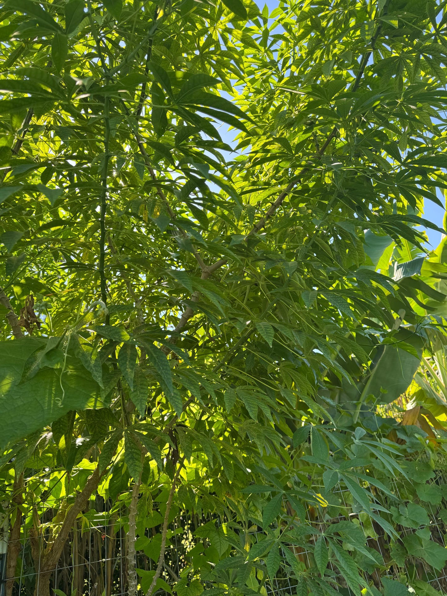 lot 5 or 10  Yuca or cassava  cutting / Cây sắn (cây khoai mỳ) - Organic grow