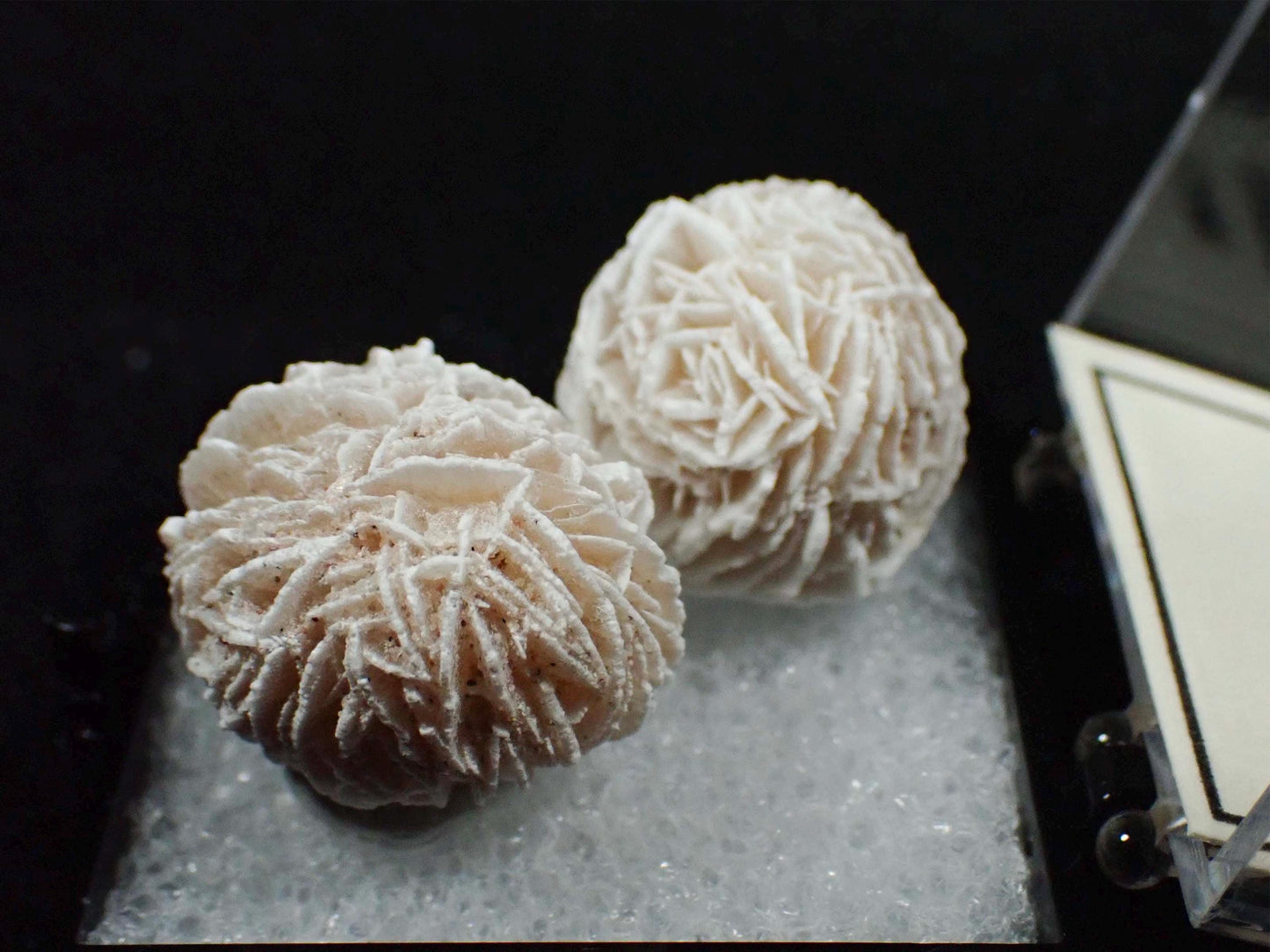 Desert Rose Selenite from Mexico. Crystal. Gypsum. Thumbnail mineral specimen.