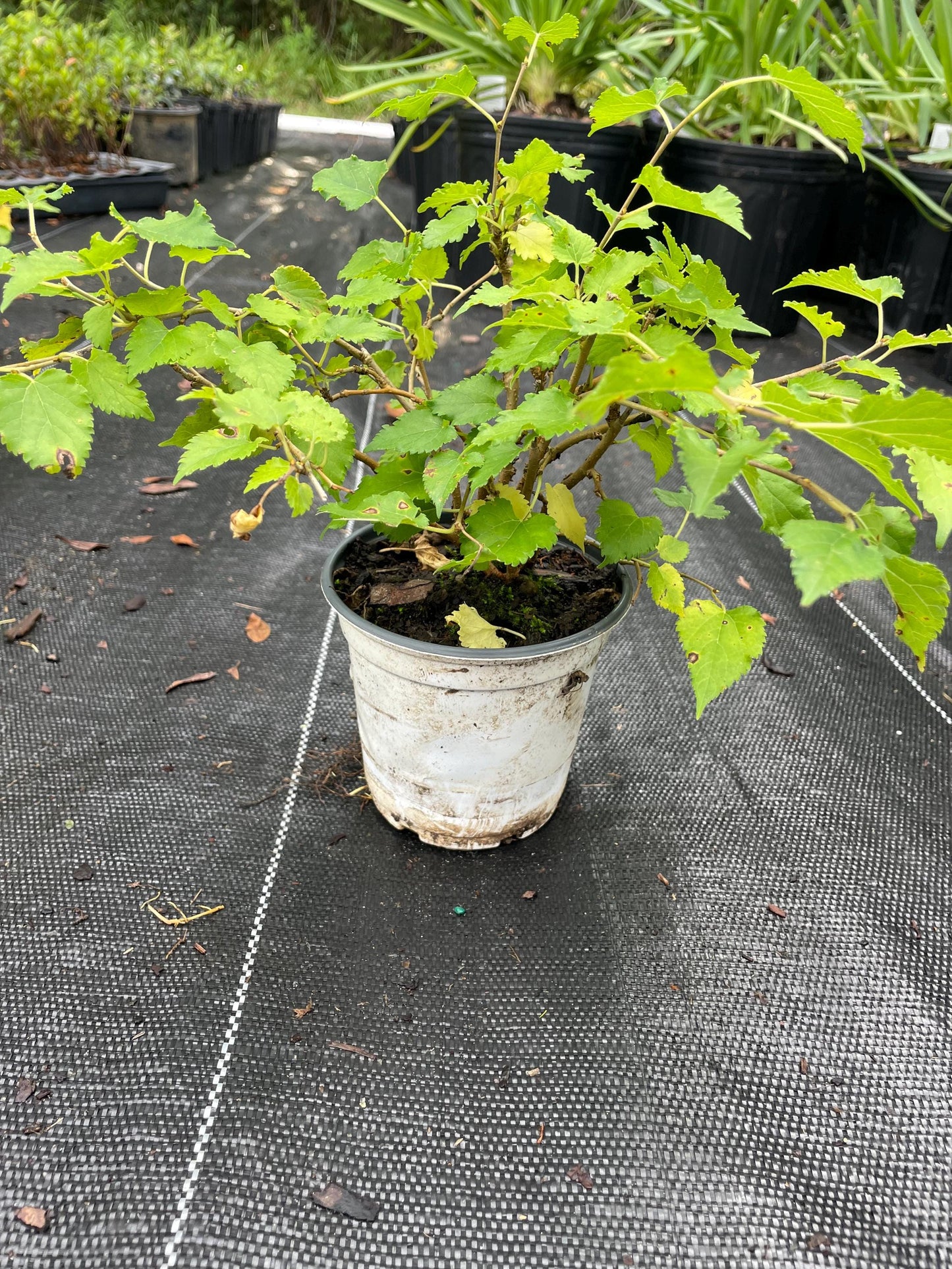 Mojo Dwarf Mulberry Tree: Compact Patio Fruit Tree (4" Pot)