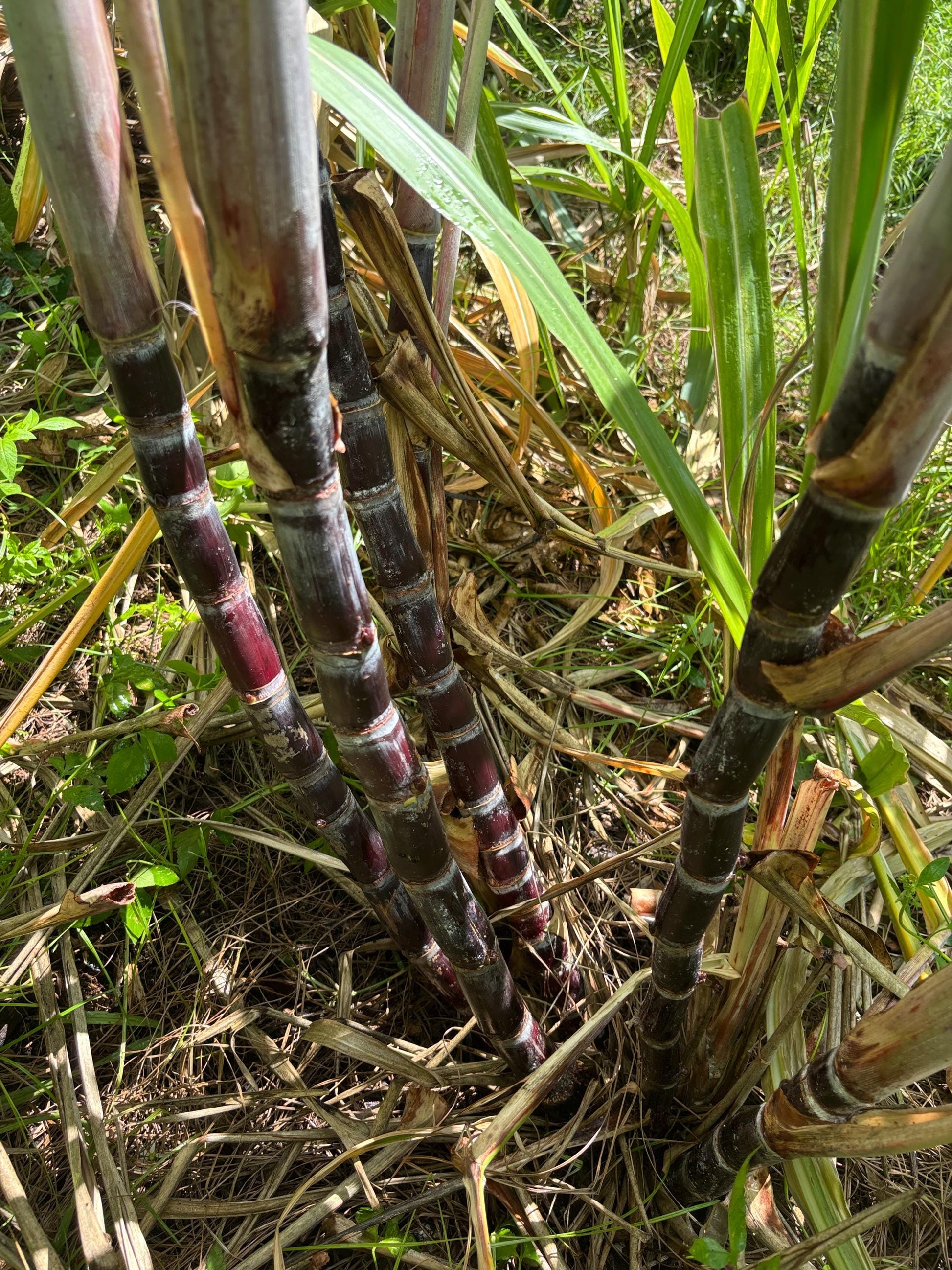 Black Sugarcane Nodes: Fresh Cuttings for Planting (1-3 Inch)