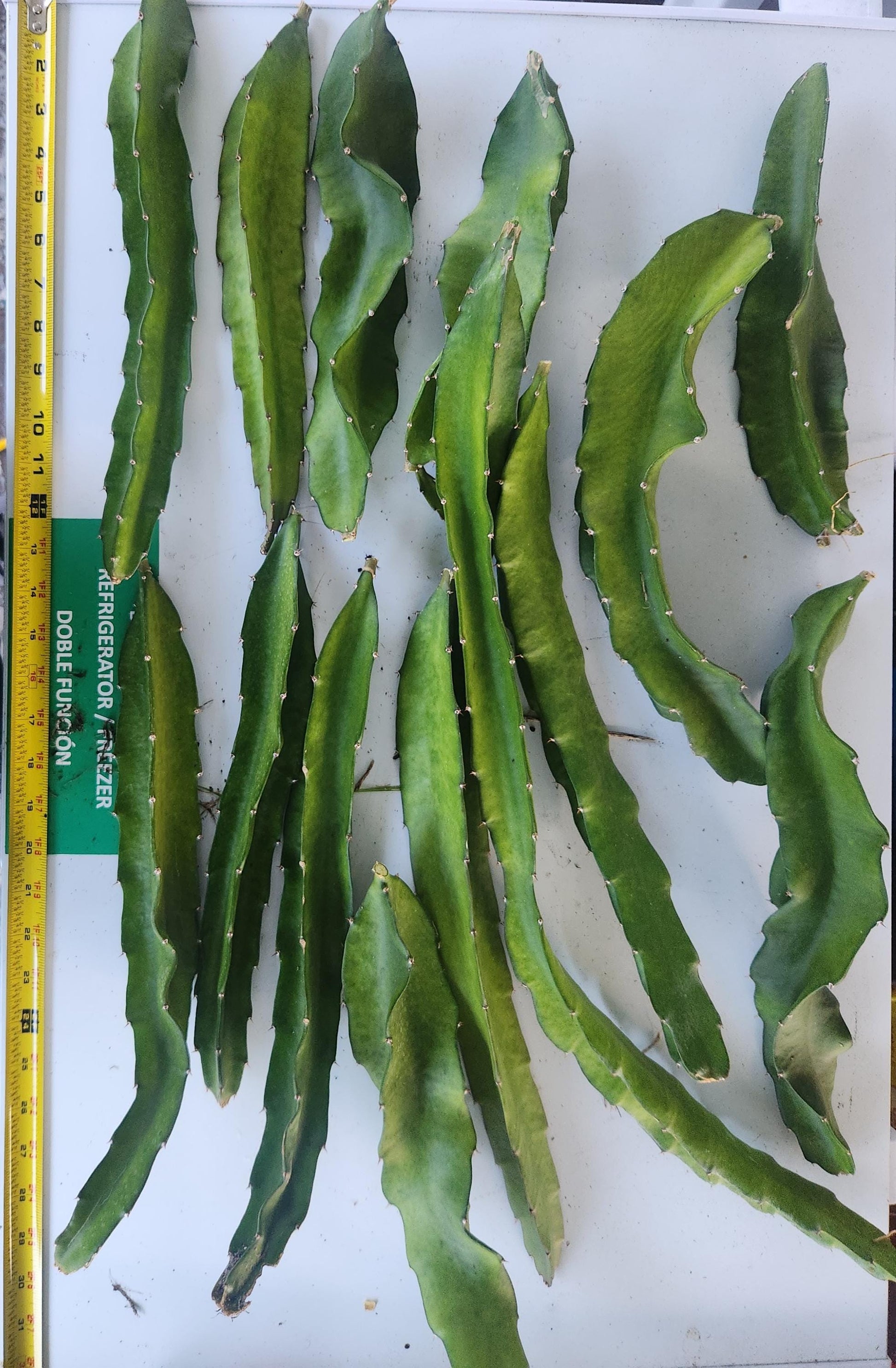 American beauty dragon fruit pitaya cutting 2-3 cuttings totaling atleast 20 inches in length