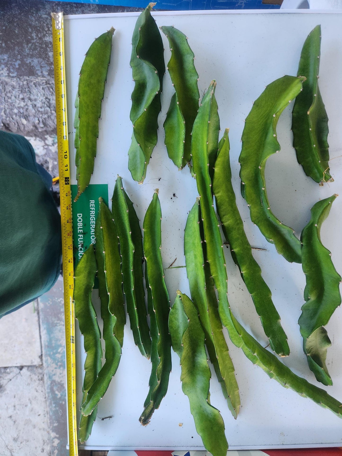 American beauty dragon fruit pitaya cutting 2-3 cuttings totaling atleast 20 inches in length
