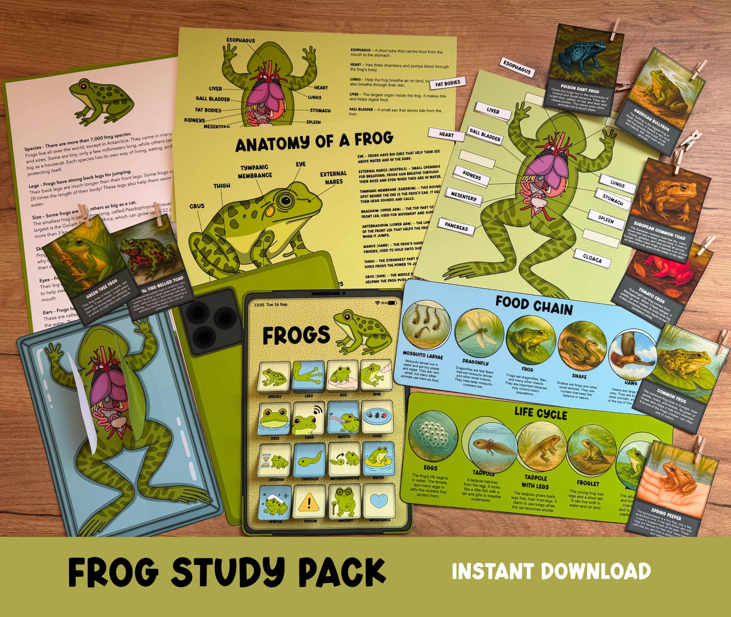 Frog Study Pack, Worksheets for Kids, Frog Life Cycle Printable, Anatomy Activities, Montessori Science Unit, Homeschool Nature Study