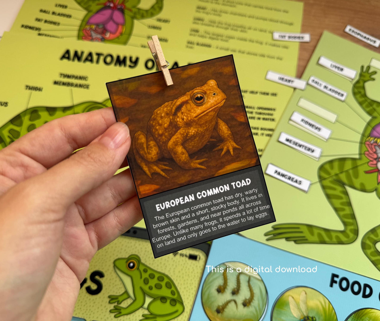 Frog Study Pack, Worksheets for Kids, Frog Life Cycle Printable, Anatomy Activities, Montessori Science Unit, Homeschool Nature Study
