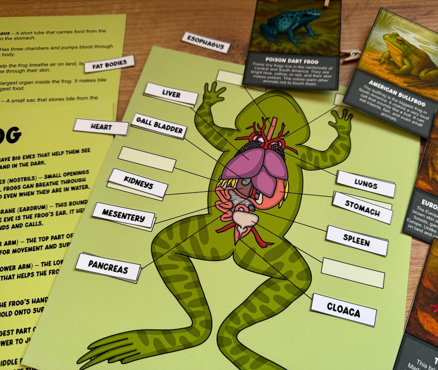 Frog Study Pack, Worksheets for Kids, Frog Life Cycle Printable, Anatomy Activities, Montessori Science Unit, Homeschool Nature Study