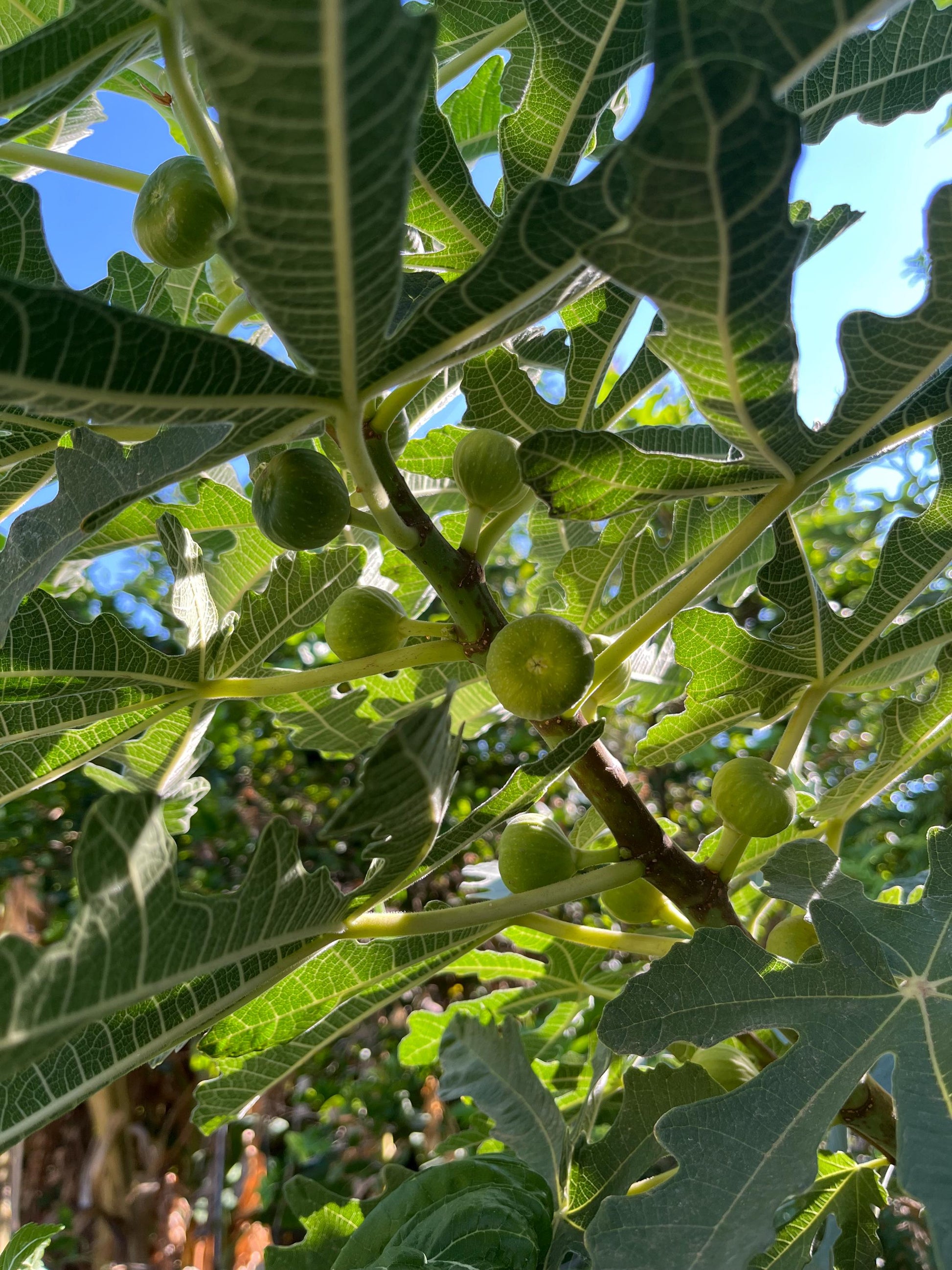 5 Honey Fig Cuttings (10 inch) from my home garden