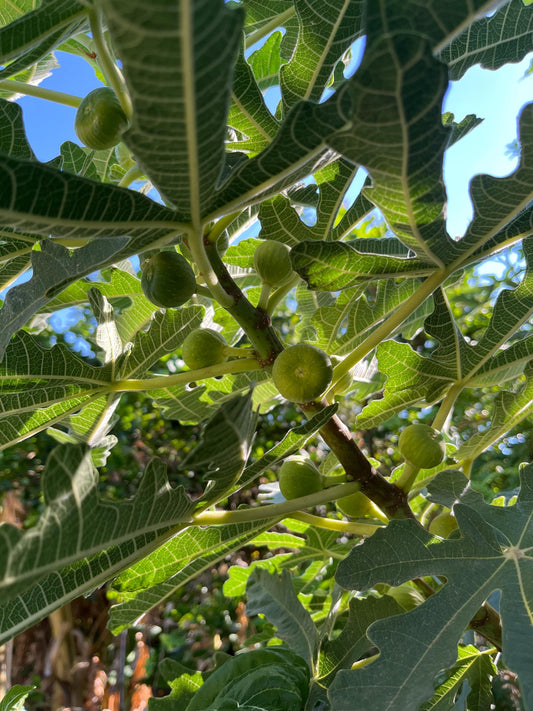 5 Honey Fig Cuttings (10 inch) from my home garden