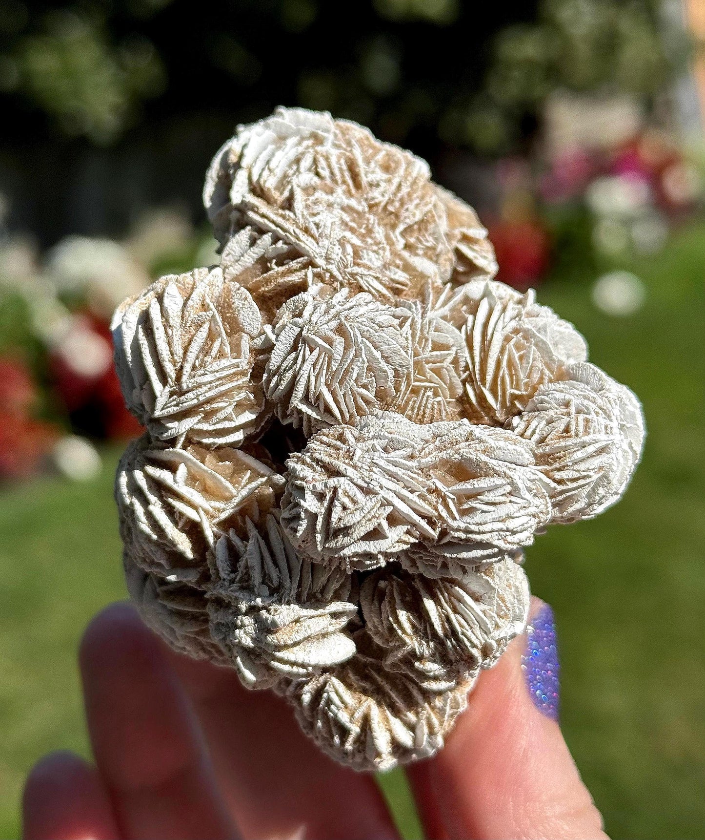 Natural Selenite Gypsum “Desert Rose” Cluster - Mineral Specimen - Crystal Home Decor - Gifts for Nature Lovers
