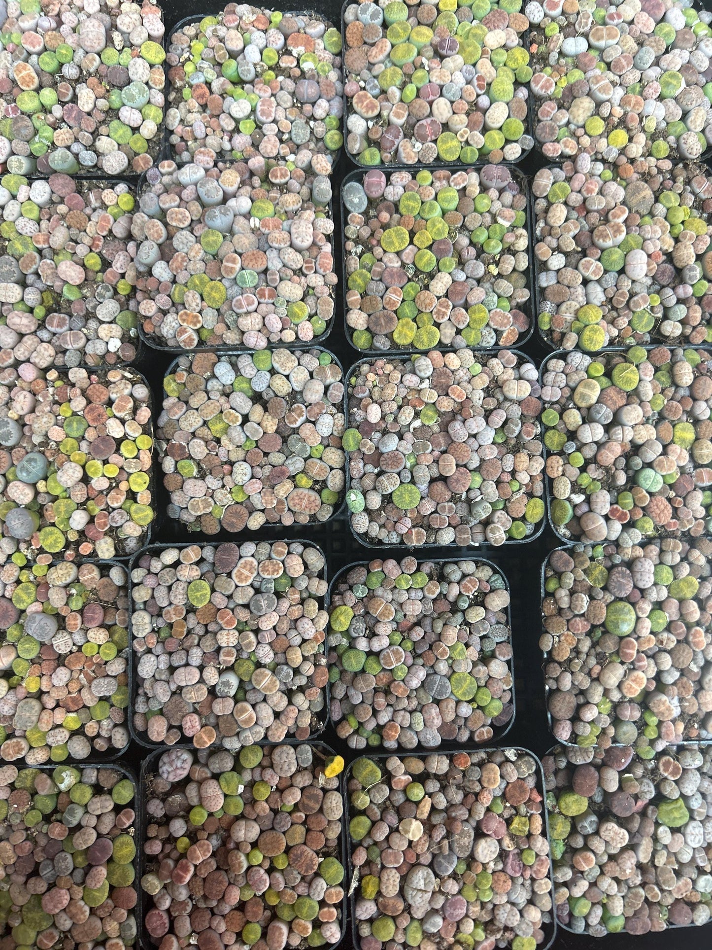 baby lithops full in the 2 inches pot .about 50-70pc.shipping with pot and soil. read description before purchasing it