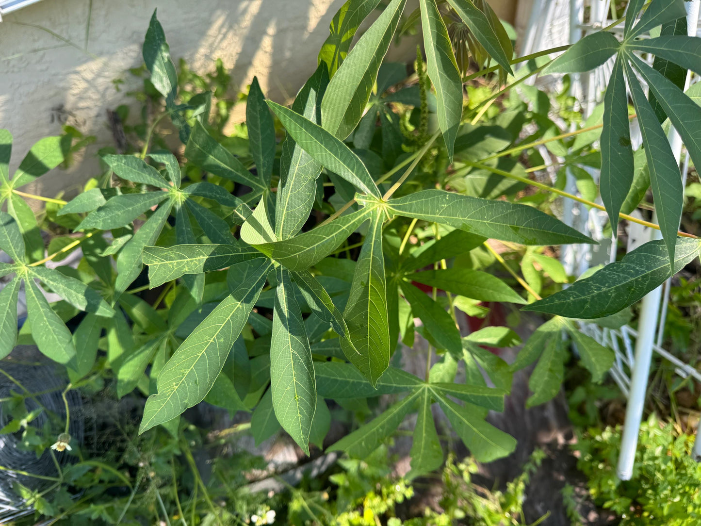 lot 5 or 10  Yuca or cassava  cutting / Cây sắn (cây khoai mỳ) - Organic grow