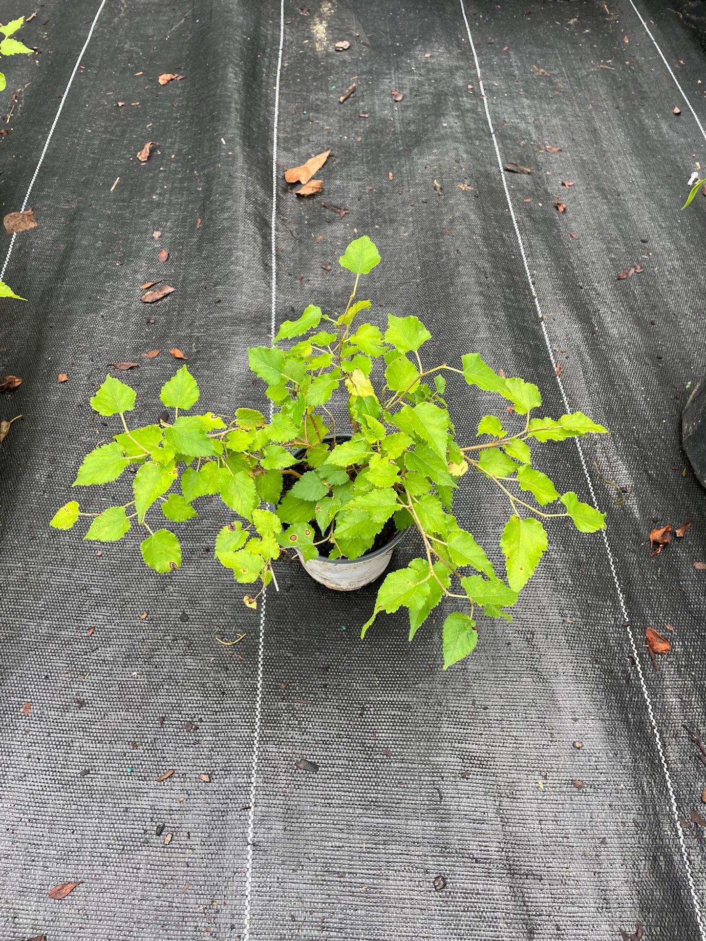 Mojo Dwarf Mulberry Tree: Compact Patio Fruit Tree (4" Pot)