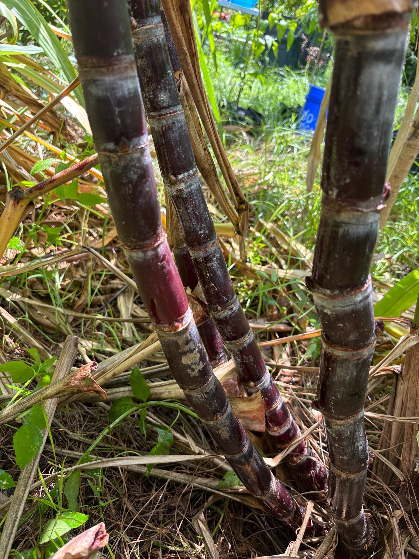 Black Sugarcane Nodes: Fresh Cuttings for Planting (1-3 Inch)