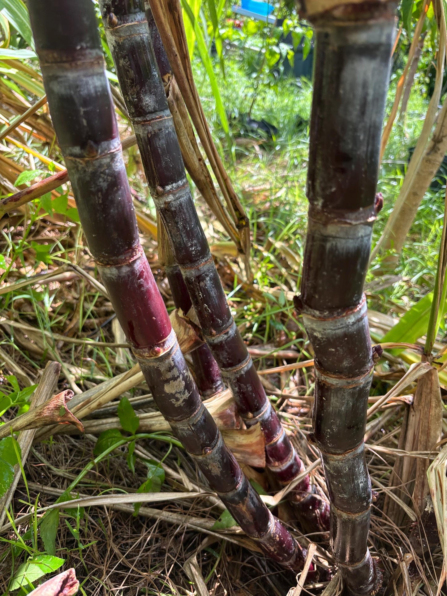 Black Sugarcane Nodes: Fresh Cuttings for Planting (1-3 Inch)