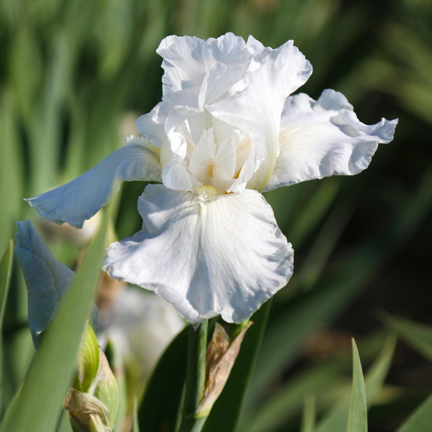 Bearded Iris Immortality - Plant Bulbs from Easy to Grow, White Flowers in Spring and Fall