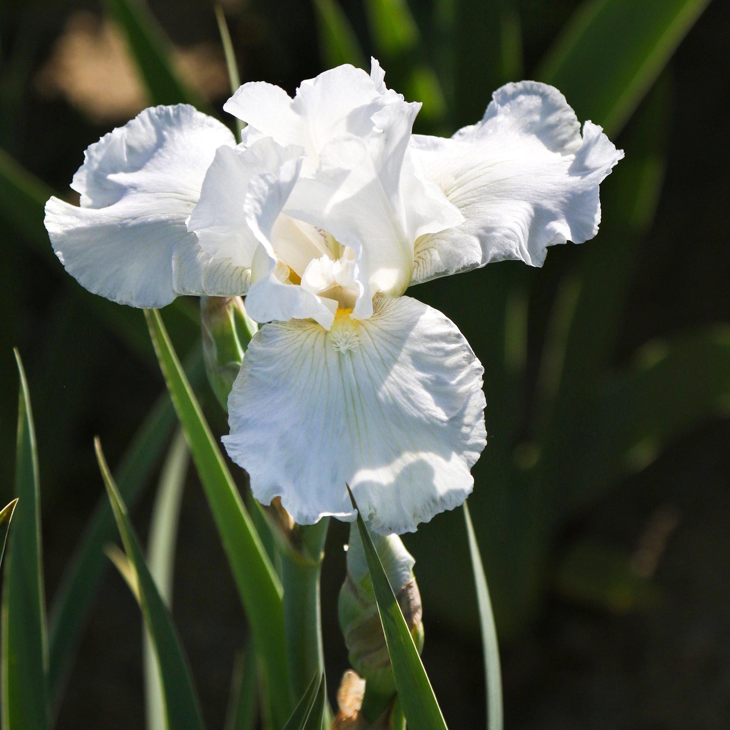 Bearded Iris Immortality - Plant Bulbs from Easy to Grow, White Flowers in Spring and Fall