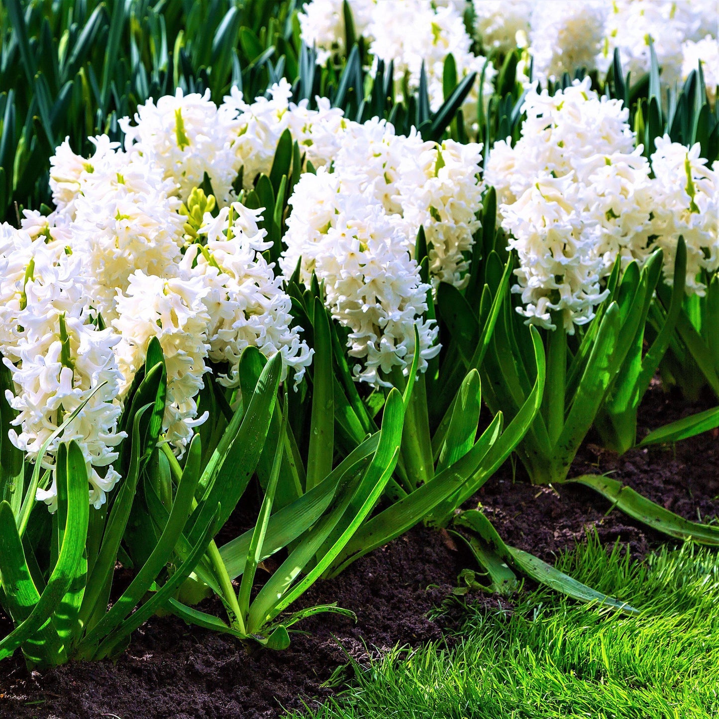 Hyacinth White Pearl 10 Flower Bulbs, Fragrant Spring Blooms Sun Outdoor Zones 4-8