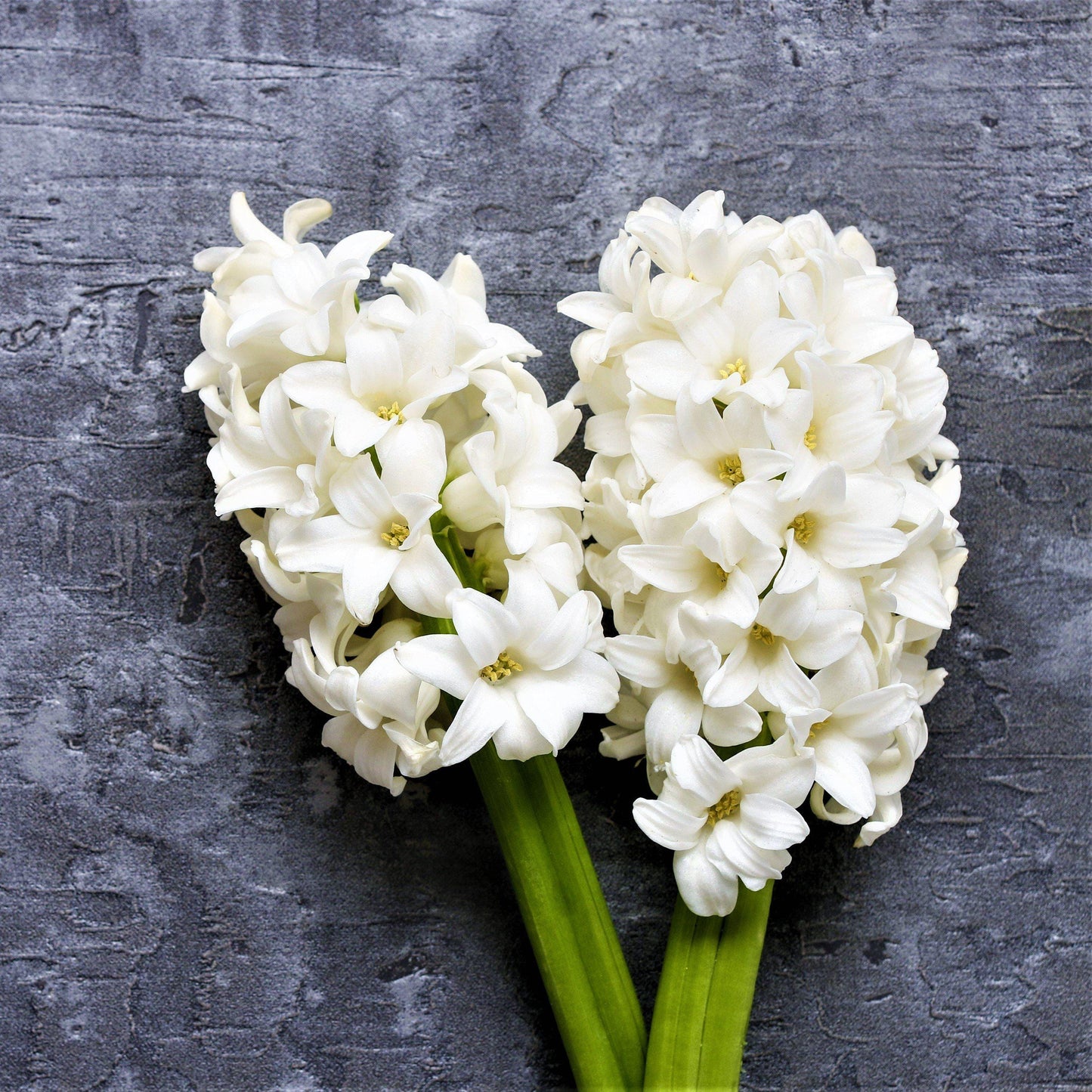 Hyacinth White Pearl 10 Flower Bulbs, Fragrant Spring Blooms Sun Outdoor Zones 4-8