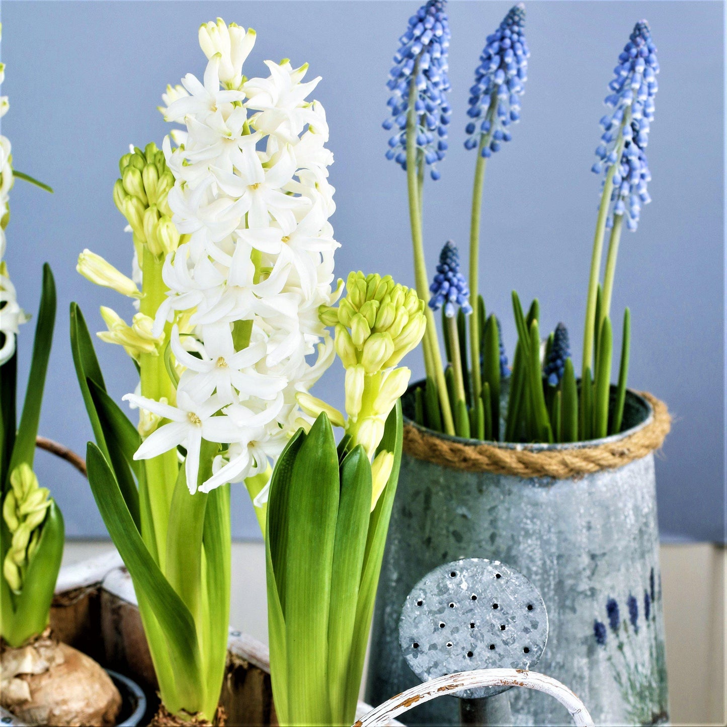 Hyacinth White Pearl 10 Flower Bulbs, Fragrant Spring Blooms Sun Outdoor Zones 4-8