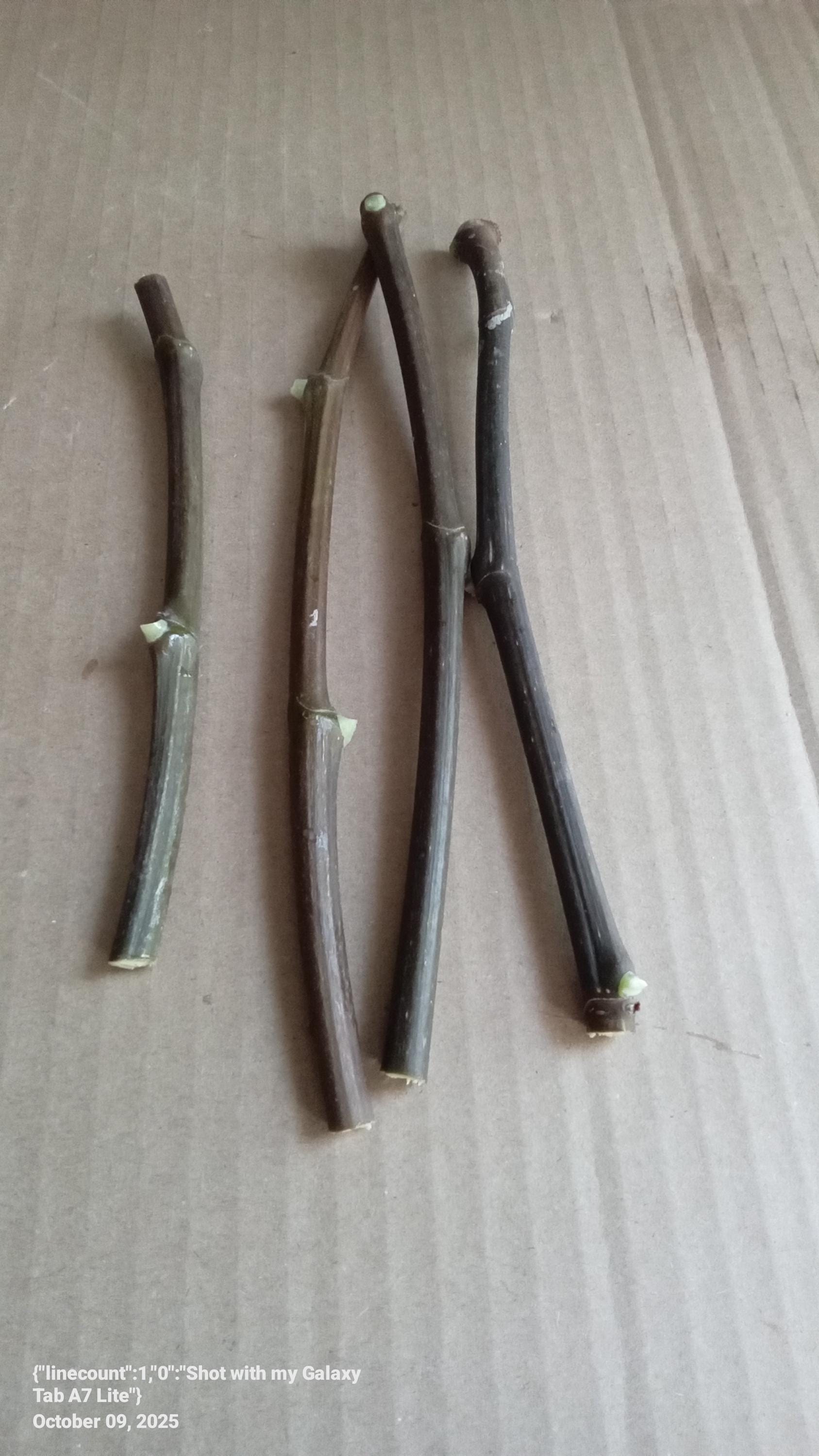 Scott's Black 4pcs Fig cuttings