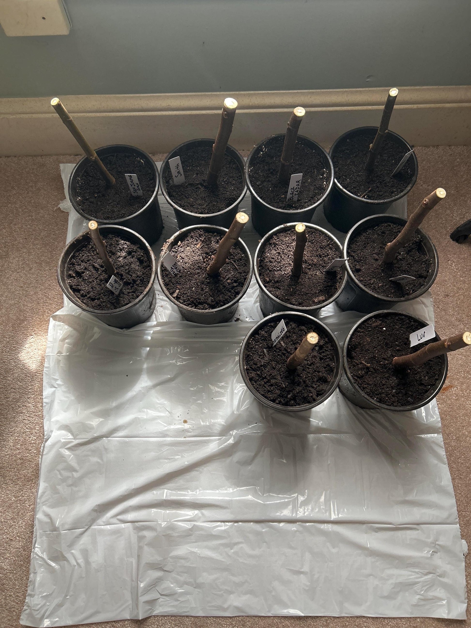 Fig Cuttings (Celeste, Brown Turkey, Lebanese Red, Chicago Hardy, Kadota, Peter's Honey)