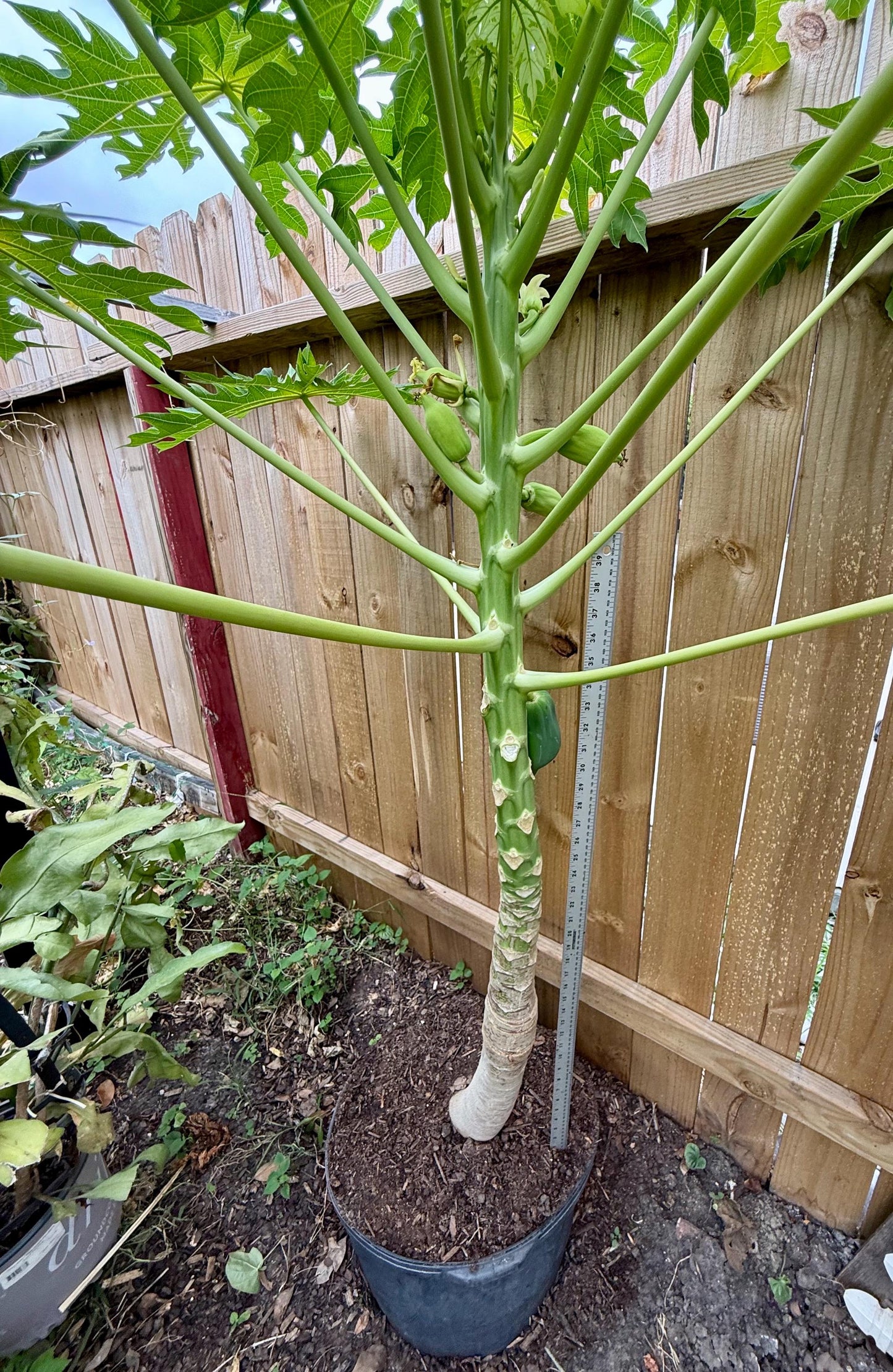 1-Dwarf Solo Hawaiian Sunrise Papaya Fruit Tree 11” Tall Had Fully Roots With 4” Pot