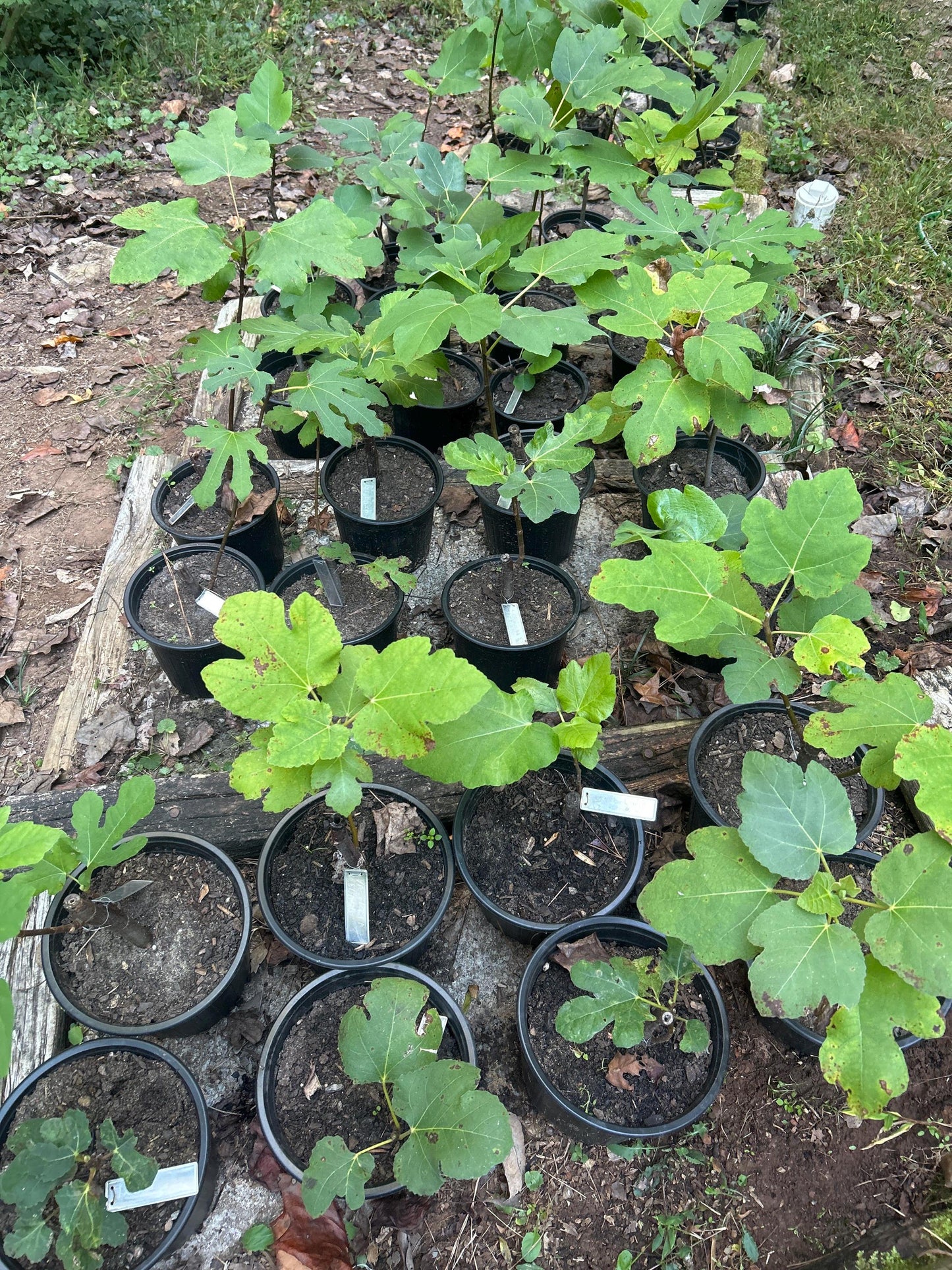 Fig Cuttings (Celeste, Brown Turkey, Lebanese Red, Chicago Hardy, Kadota, Peter's Honey)
