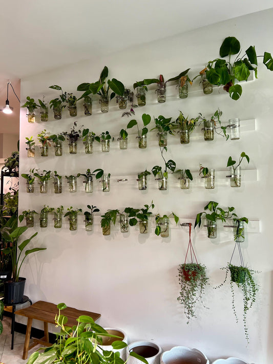 Miscellaneous Rooted Variety  - Plant Cuttings Propagations