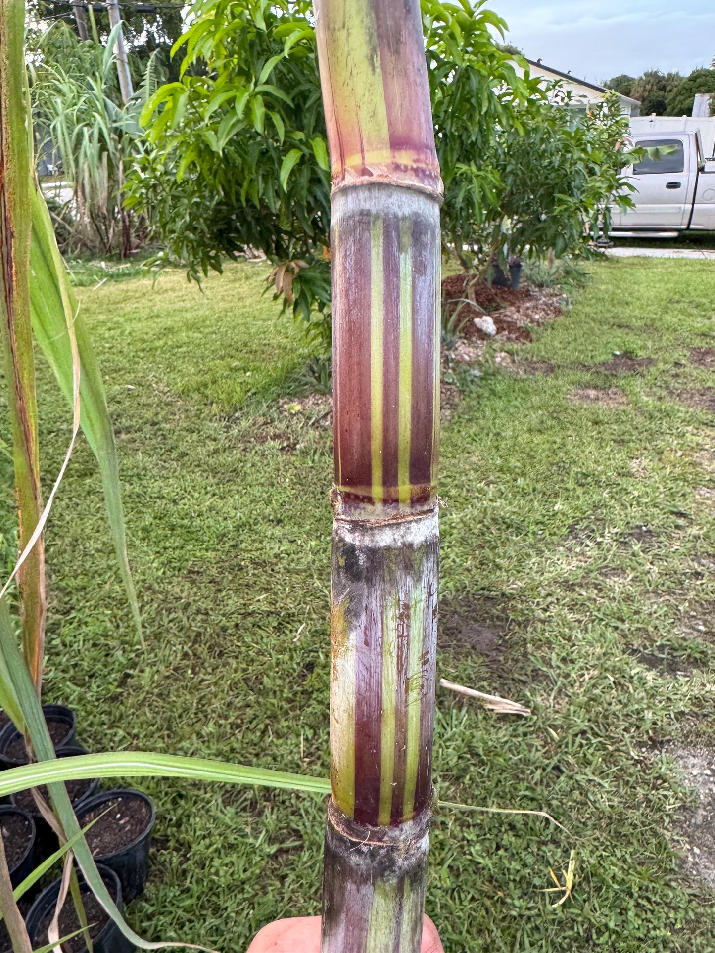 Akoki variegated sugar cane cuttings