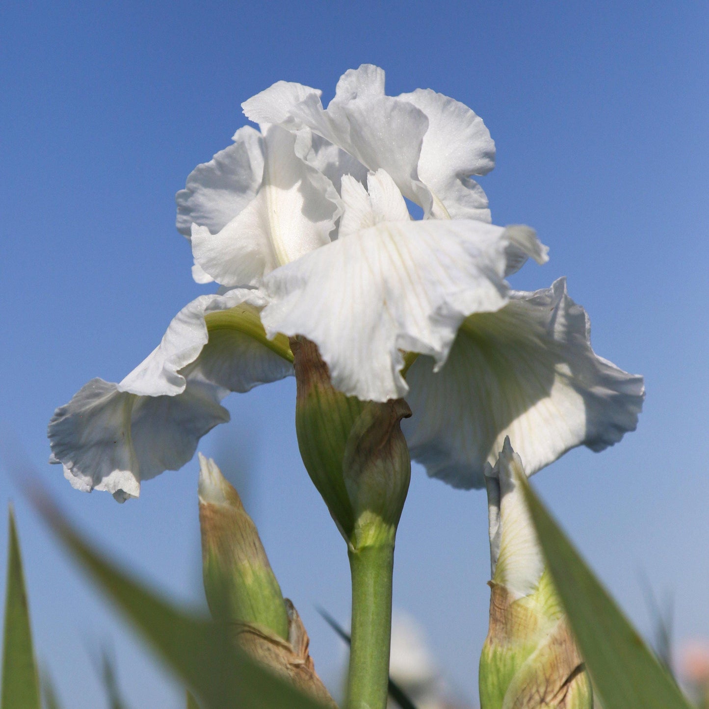 Bearded Iris Immortality - Plant Bulbs from Easy to Grow, White Flowers in Spring and Fall