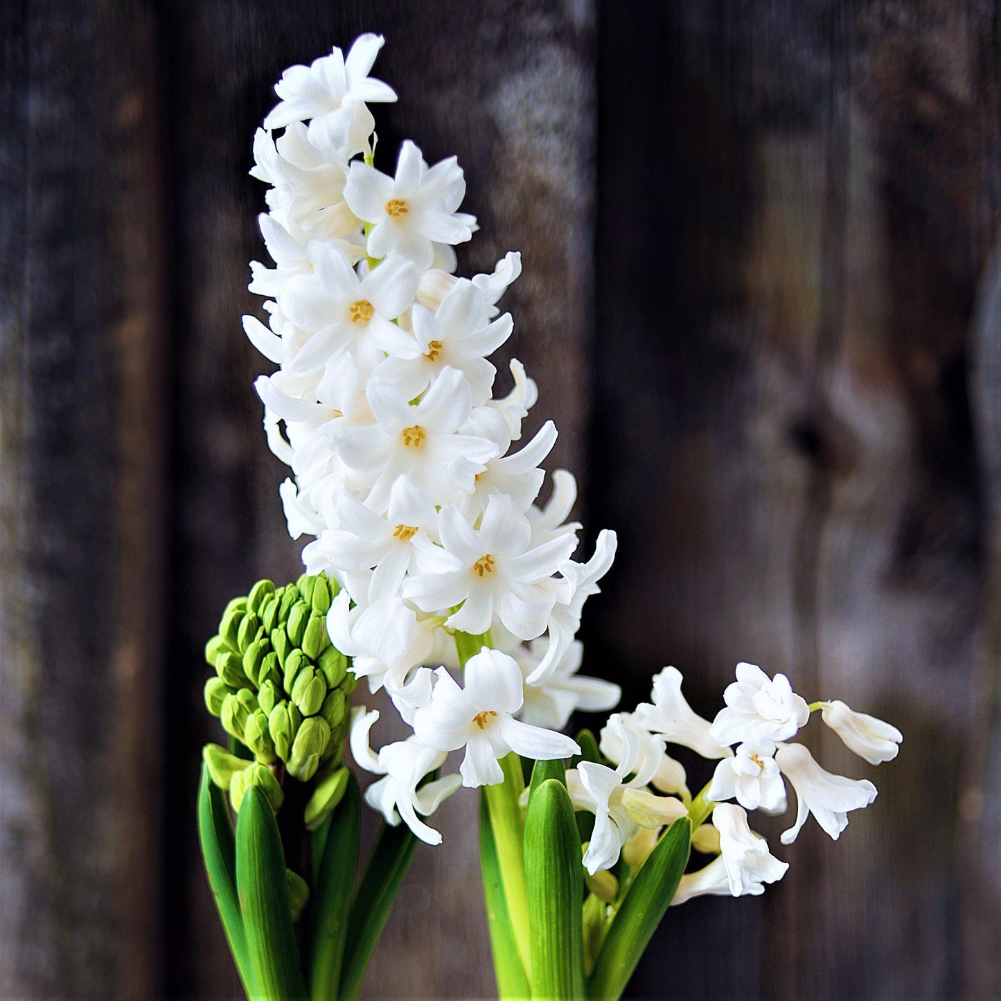 Hyacinth White Pearl 10 Flower Bulbs, Fragrant Spring Blooms Sun Outdoor Zones 4-8
